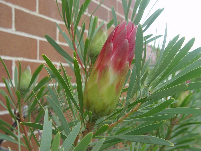 protea-a 013.jpg